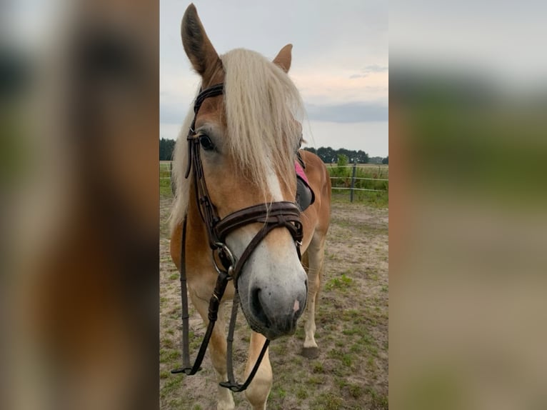 Edelbluthaflinger Stallion 4 years 14,1 hh in Bad Essen