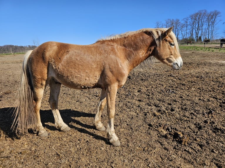 Edelbluthaflinger Stallion 4 years 14,1 hh Chestnut-Red in Haselbachtal