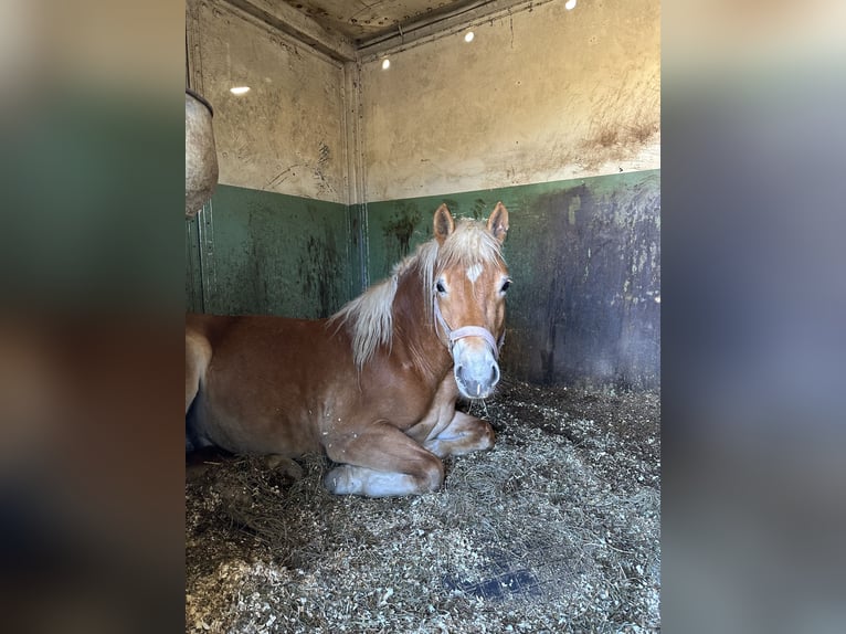 Edelbluthaflinger Stallion 4 years 14,1 hh Chestnut-Red in HeinersreuthHeinersreuth