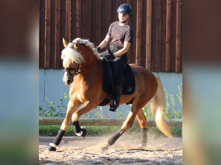 Edelbluthaflinger Stallion 6 years 14,2 hh in Bayreuth