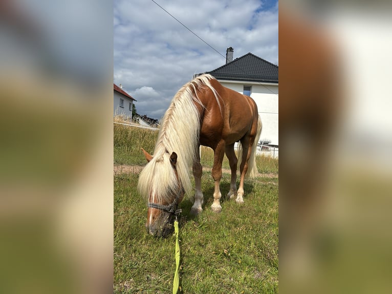 Edelbluthaflinger Stallion Chestnut-Red in Friedewald