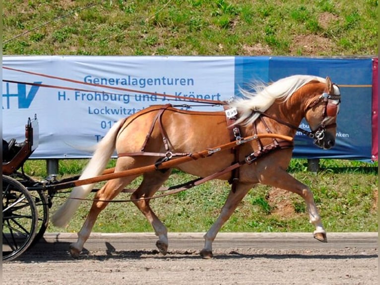 Edelbluthaflinger Stallion Chestnut-Red in Lengenfeld
