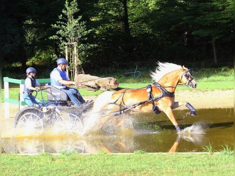 Edelbluthaflinger Stallion Chestnut-Red in Moritzburg