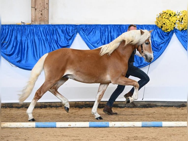 Edelbluthaflinger Stallion Chestnut-Red in Moritzburg