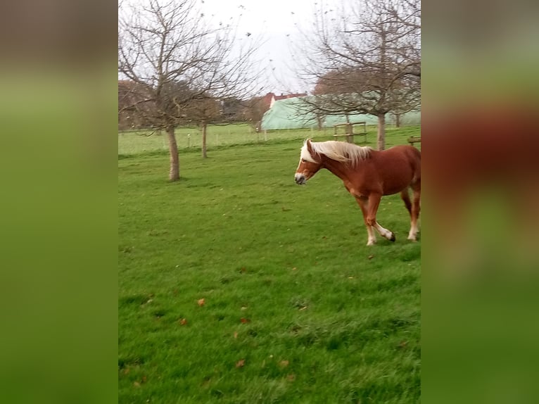 Edelbluthaflinger Stallion in Hamm