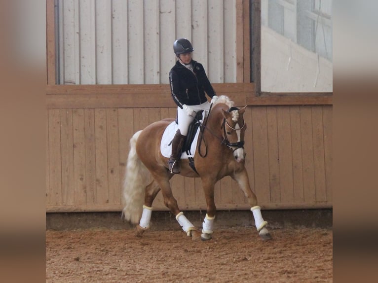 Edelbluthaflinger Stallion in Erbendorf