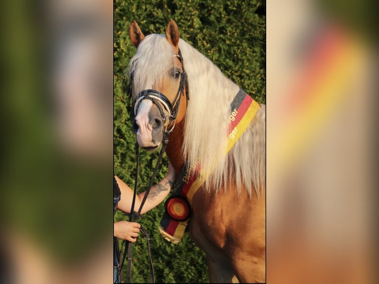 Edelbluthaflinger Stallion in Erbendorf