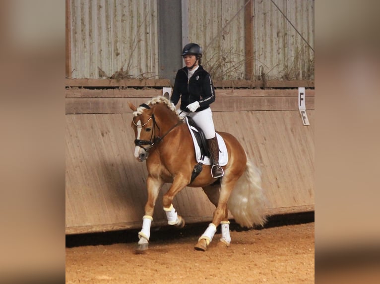 Edelbluthaflinger Stallion in Erbendorf
