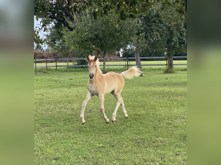 Edelbluthaflinger Stallion Foal (04/2024) 14,2 hh Chestnut-Red in Dillingen an der Donau