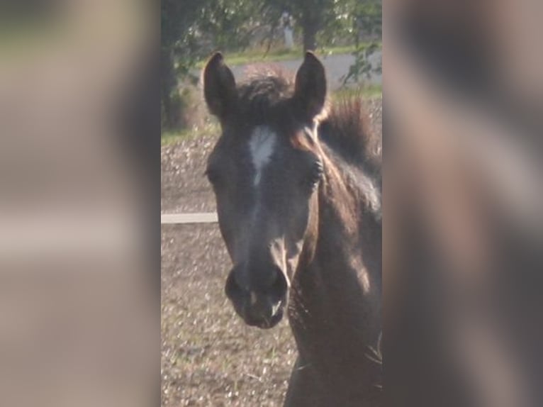 Edelbluthaflinger Stallion Foal (04/2024) 14,2 hh Gray in Rosenberg