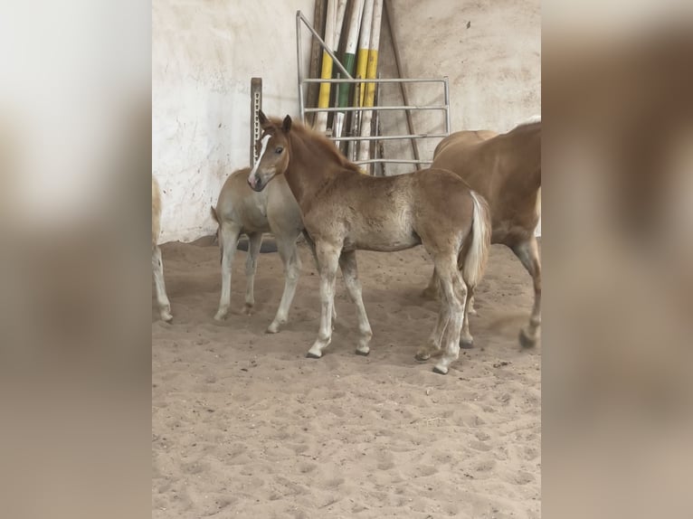 Edelbluthaflinger Stallion Foal (04/2025) 14,1 hh Chestnut-Red in Sche&#xDF;litz