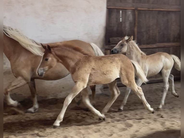 Edelbluthaflinger Stallion Foal (04/2025) 14,1 hh Chestnut-Red in Sche&#xDF;litz