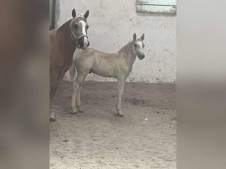 Edelbluthaflinger Stallion Foal (04/2025) 14,1 hh Chestnut-Red in Sche&#xDF;litz
