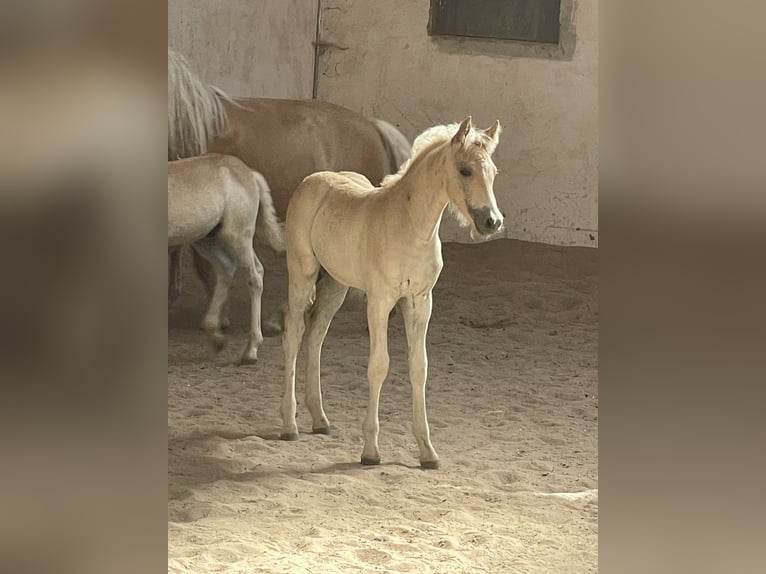 Edelbluthaflinger Stallion Foal (04/2025) 14,1 hh Chestnut-Red in Sche&#xDF;litz