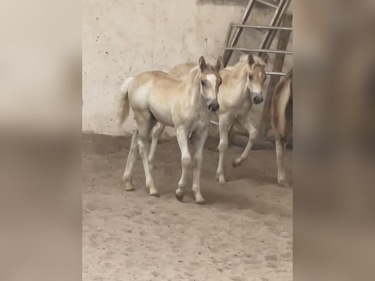 Edelbluthaflinger Stallion Foal (04/2025) 14,1 hh Chestnut-Red in Sche&#xDF;litz