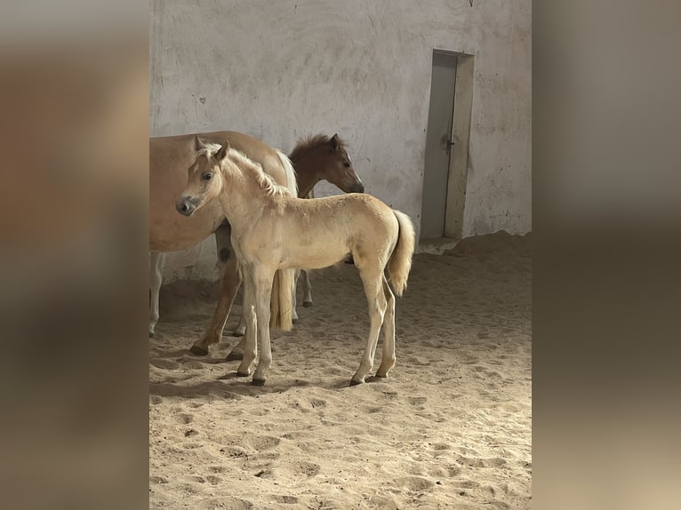Edelbluthaflinger Stallion Foal (04/2025) 14,1 hh Chestnut-Red in Sche&#xDF;litz