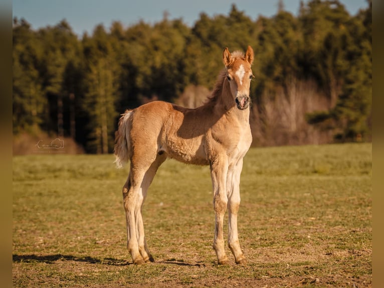 Edelbluthaflinger Stallion Foal (06/2025) 14,2 hh Chestnut-Red in Ebermannsdorf