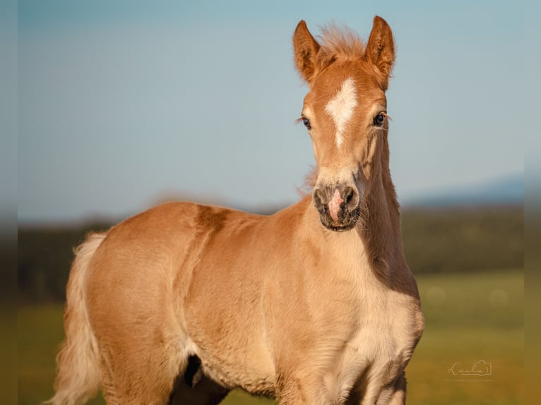 Edelbluthaflinger Stallion Foal (06/2025) 14,2 hh Chestnut-Red in Ebermannsdorf