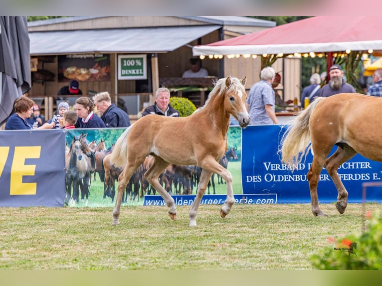 Edelbluthaflinger Stallion Foal (03/2025) 14,2 hh Chestnut-Red in Apen