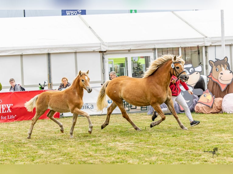 Edelbluthaflinger Stallion Foal (03/2025) 14,2 hh Chestnut-Red in Apen