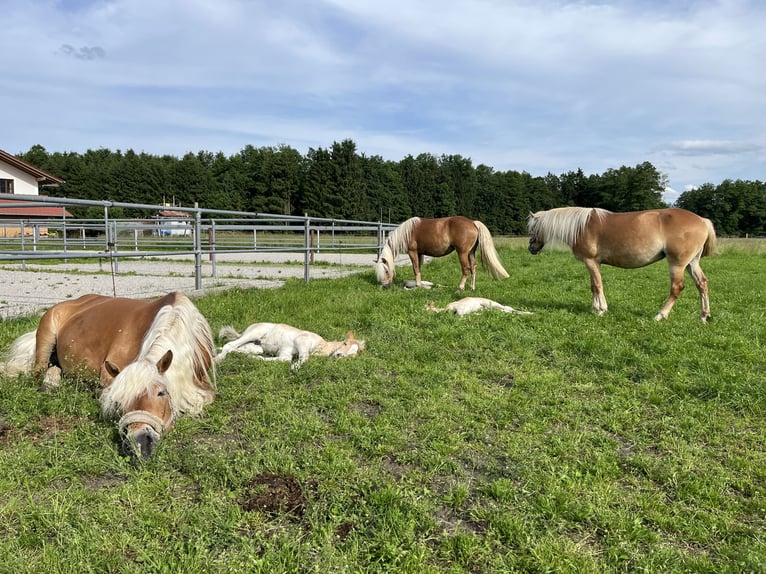 Edelbluthaflinger Stallion  14,2 hh Chestnut-Red in Raubling