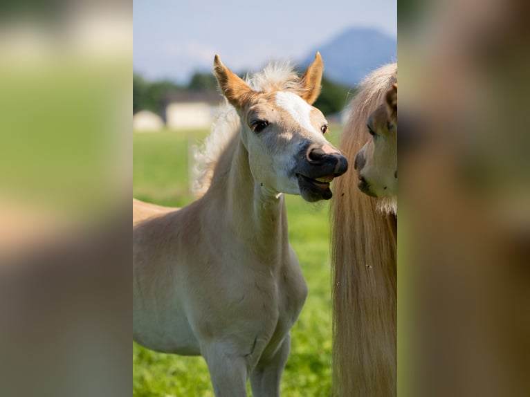 Edelbluthaflinger Stallion  14,2 hh Chestnut-Red in Raubling