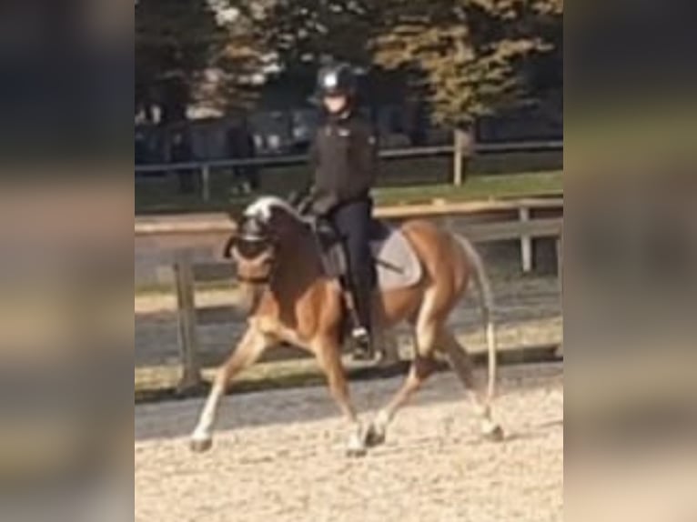 Edelbluthaflinger Stallion Foal (04/2026) 15.1 hh Chestnut-Red in Bad Lauchstädt