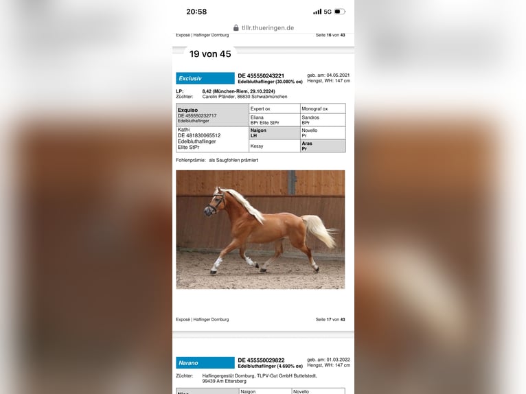 Edelbluthaflinger Stallion Foal (04/2026) 15.1 hh Chestnut-Red in Bad Lauchstädt