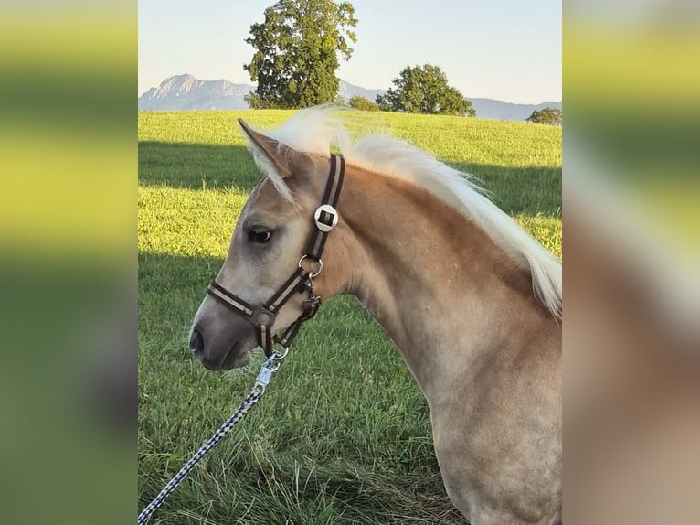Edelbluthaflinger Stallion Foal (03/2026)  in Huglfing