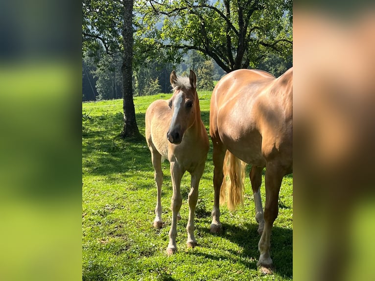 Edelbluthaflinger Stallion Foal (04/2025) Chestnut-Red in Bad Feilnbach