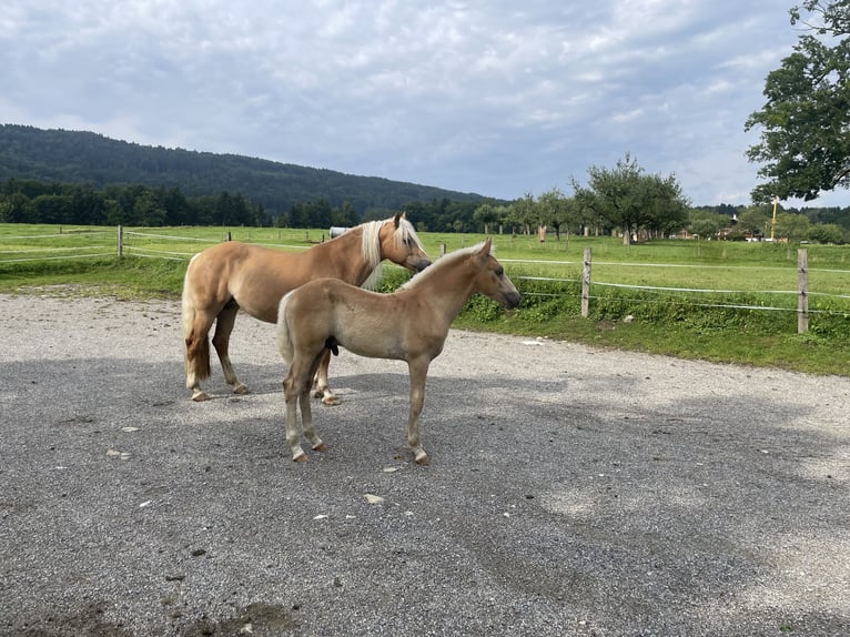 Edelbluthaflinger Stallion Foal (04/2025) Chestnut-Red in Bad Feilnbach