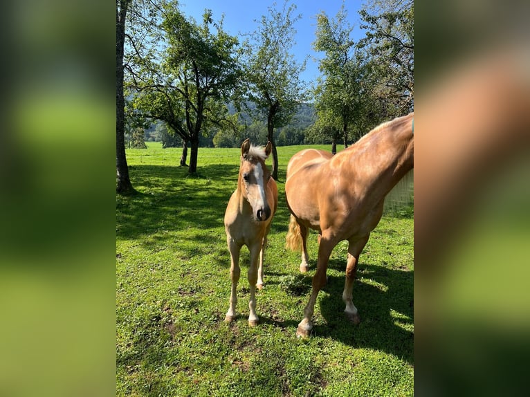Edelbluthaflinger Stallion Foal (04/2025) Chestnut-Red in Bad Feilnbach