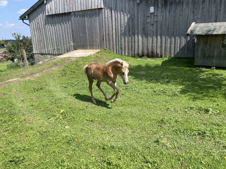 Edelbluthaflinger Stallion Foal (04/2025) Chestnut-Red in Bad Feilnbach