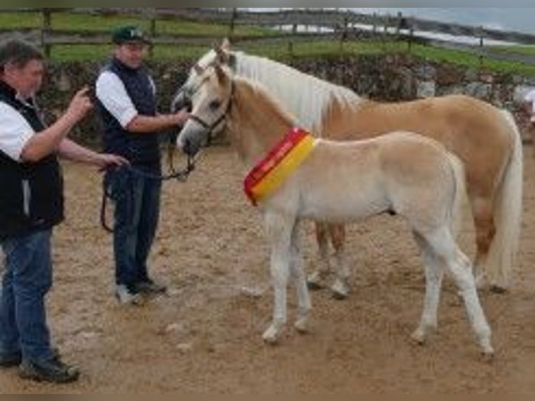 Edelbluthaflinger Stallion Foal (04/2025) Chestnut-Red in Jengen