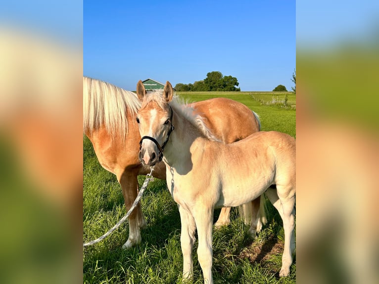 Edelbluthaflinger Stallion Foal (04/2025) Chestnut-Red in Jengen