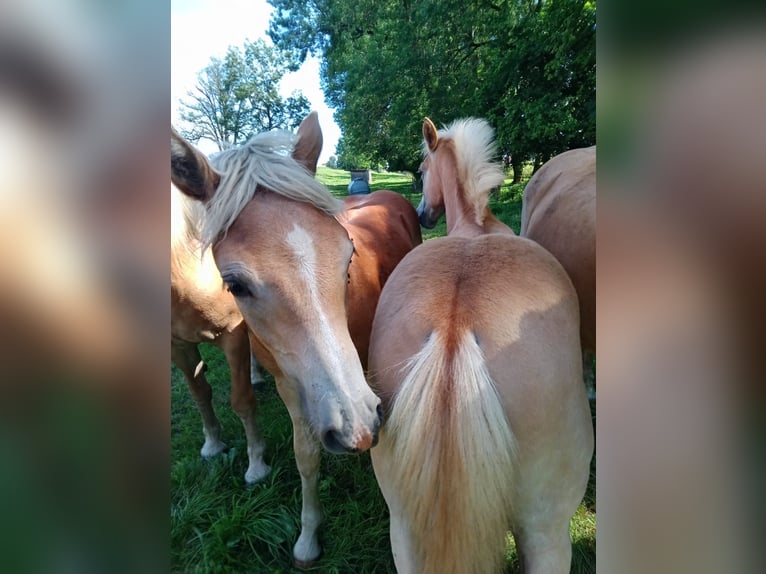 Edelbluthaflinger Stallion Foal (04/2025) Chestnut-Red in Jengen