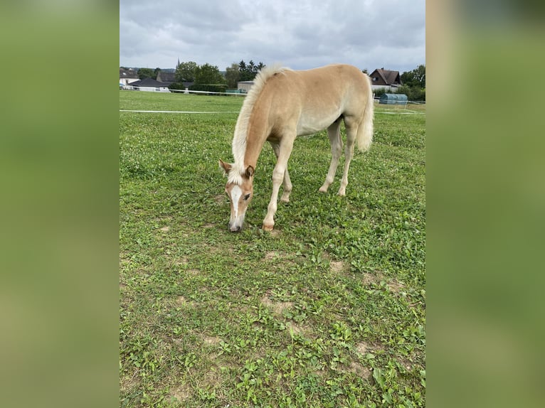 Edelbluthaflinger Stallion Foal (01/2024) Chestnut-Red in Trier