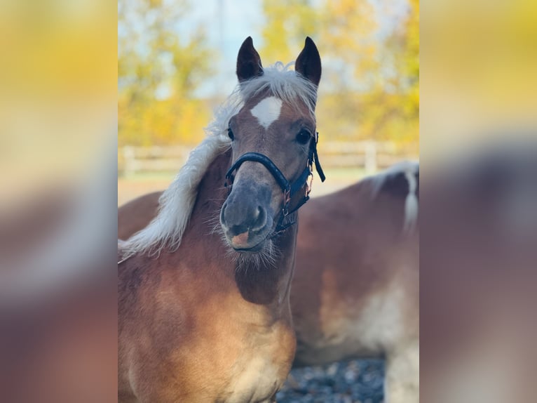 Edelbluthaflinger Stallion Foal (05/2025) Chestnut-Red in Erbendorf