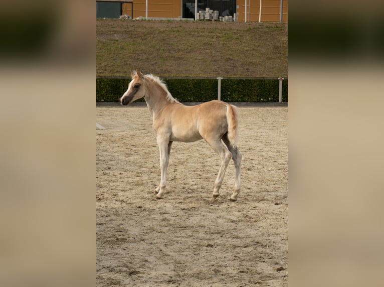 Edelbluthaflinger Stallion Foal (05/2025) Chestnut-Red in Wilthen OT Tautewalde