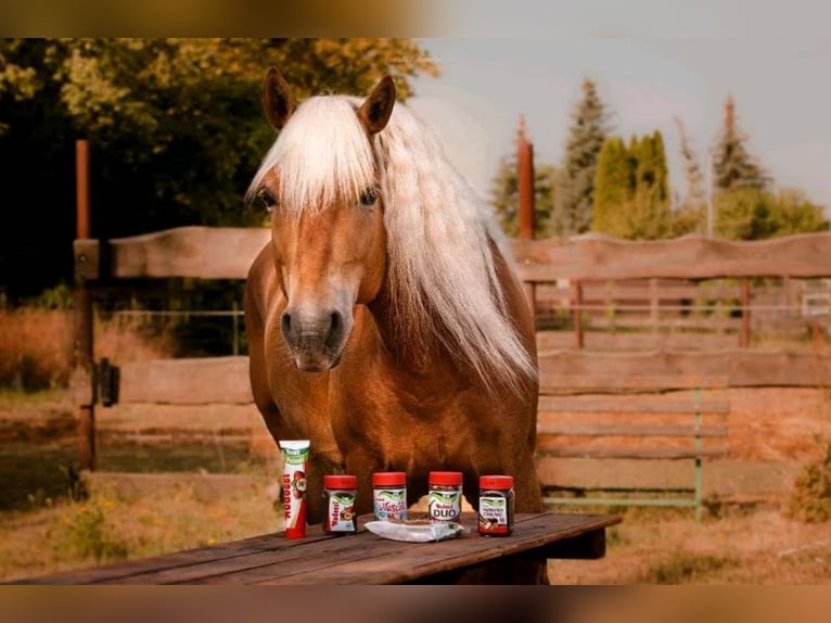 Edelbluthaflinger Stallone 14 Anni 150 cm Sauro in Mücheln (Geiseltal)
