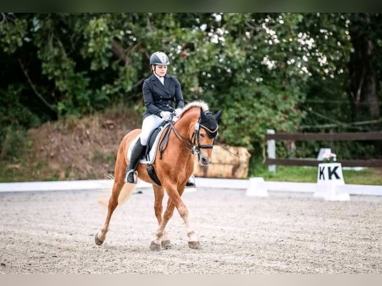 Edelbluthaflinger Stallone 14 Anni 150 cm Sauro in Mücheln (Geiseltal)