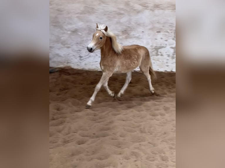 Edelbluthaflinger Stallone 1 Anno 148 cm Palomino in Scheßlitz