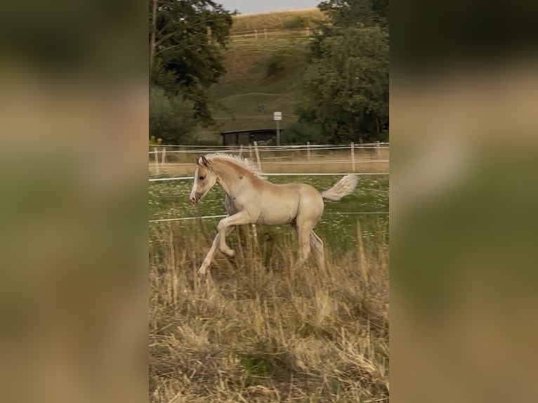 Edelbluthaflinger Stallone 1 Anno 150 cm Sauro in Hüttenberg