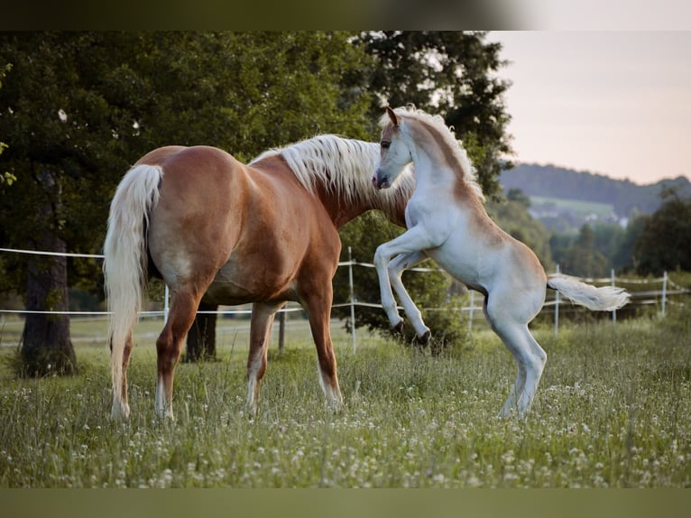 Edelbluthaflinger Stallone 1 Anno 150 cm Sauro in Hüttenberg