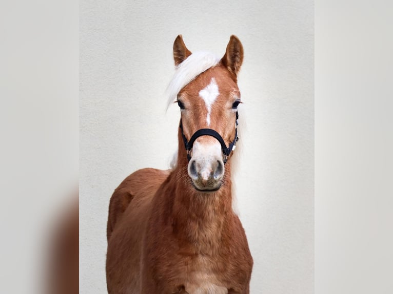 Edelbluthaflinger Stallone 1 Anno 150 cm Sauro in Ebermannsdorf