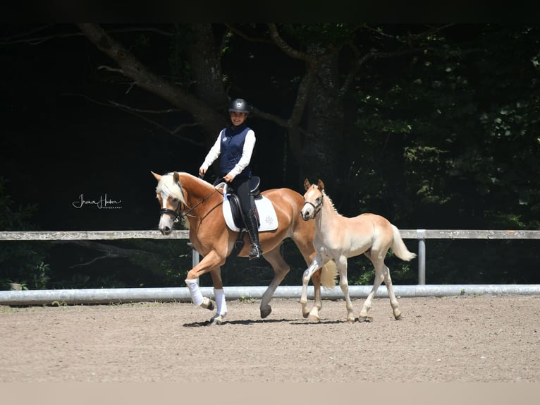 Edelbluthaflinger Stallone 1 Anno 150 cm Sauro in Fischbachau