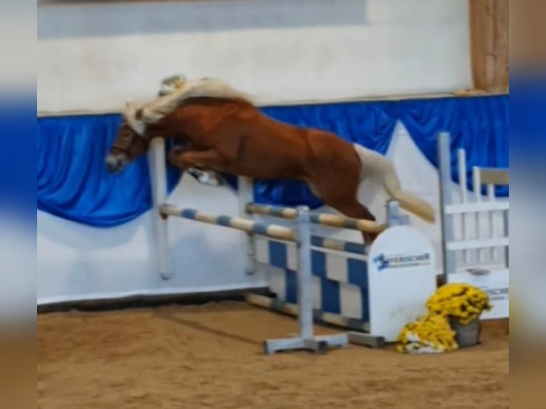 Edelbluthaflinger Stallone 2 Anni 146 cm Sauro scuro in Diepholz