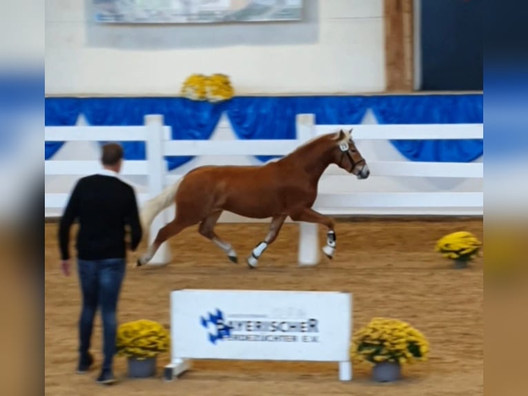 Edelbluthaflinger Stallone 2 Anni 146 cm Sauro scuro in Diepholz