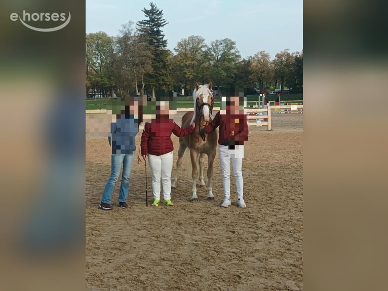Edelbluthaflinger Stallone 2 Anni 148 cm Sauro in Erxleben