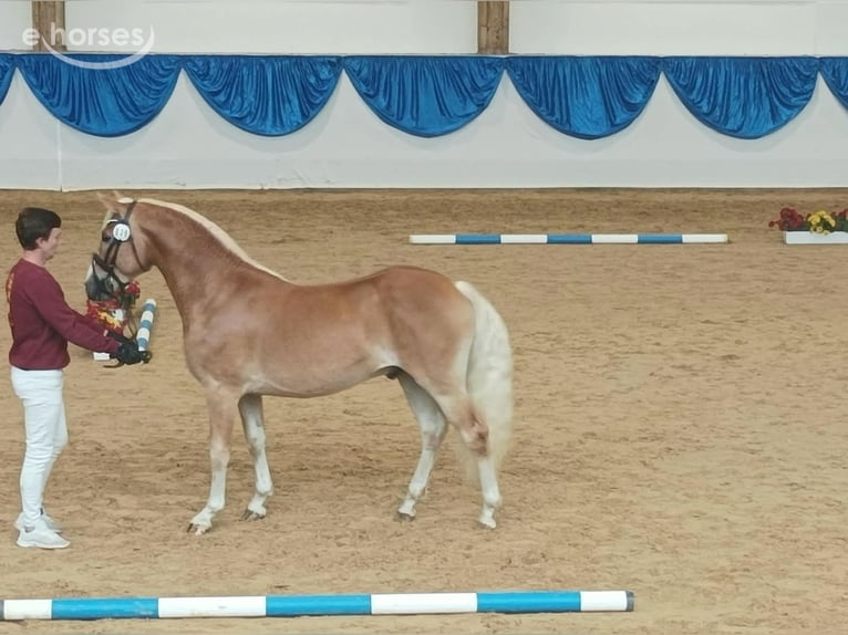 Edelbluthaflinger Stallone 2 Anni 148 cm Sauro in Erxleben